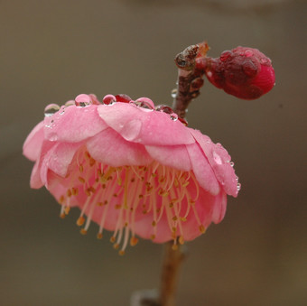 DSC_3715.jpg