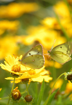DSC_7653.jpg