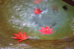 DSC_8460.jpg